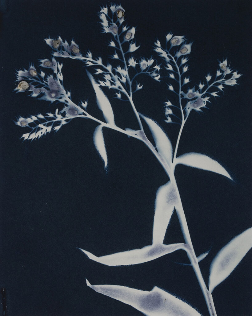 New Mexico Cancer Center, Gallery With A Cause, Comfrey