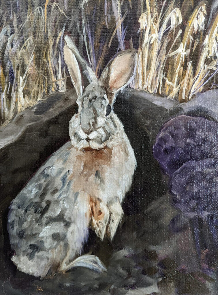 New Mexico Cancer Center, Gallery With A Cause, Cottontail in Winter