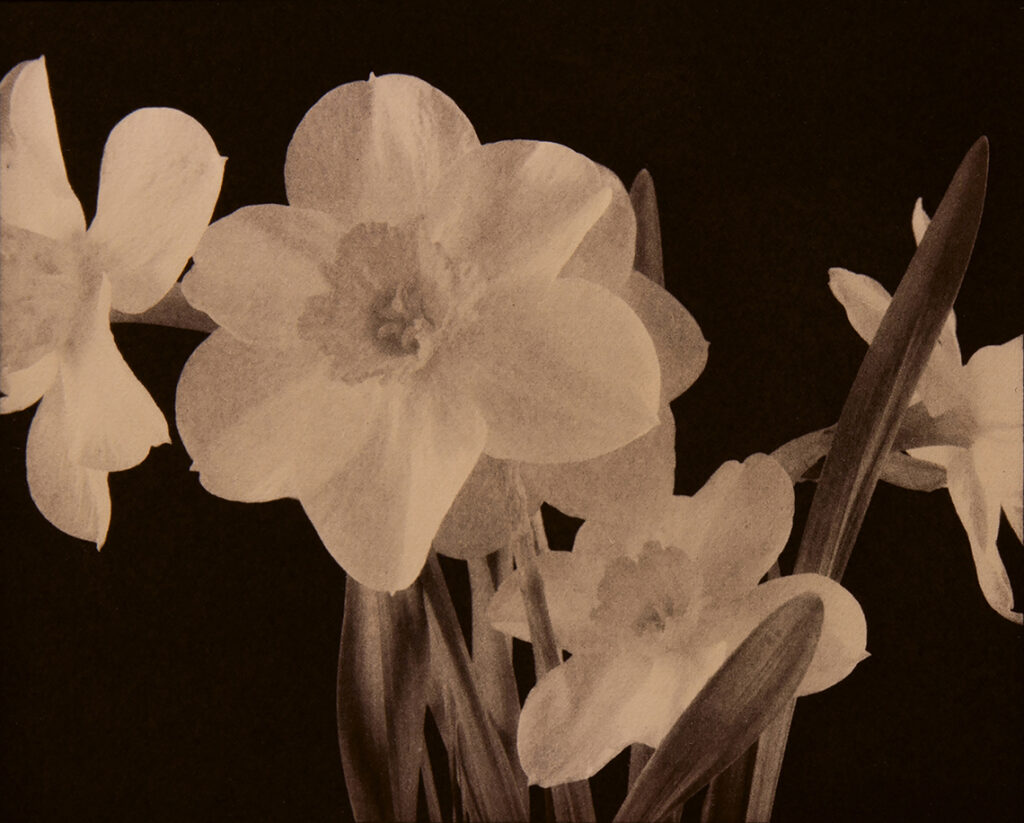 New Mexico Cancer Center, Gallery With A Cause, Daffodils Study