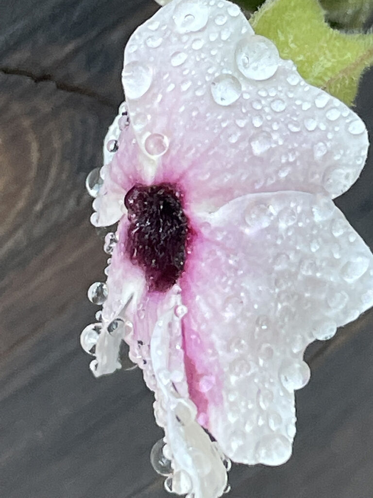 New Mexico Cancer Center, Gallery With A Cause, Delicate Strength