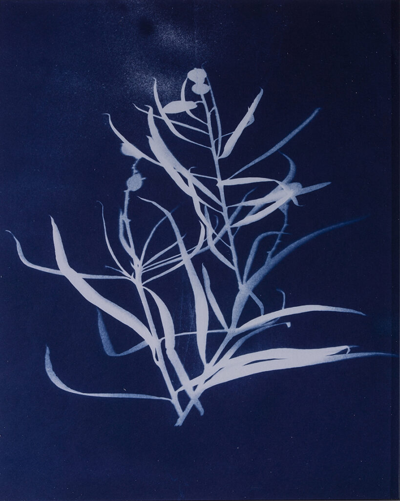 New Mexico Cancer Center, Gallery With A Cause, Desert Willow