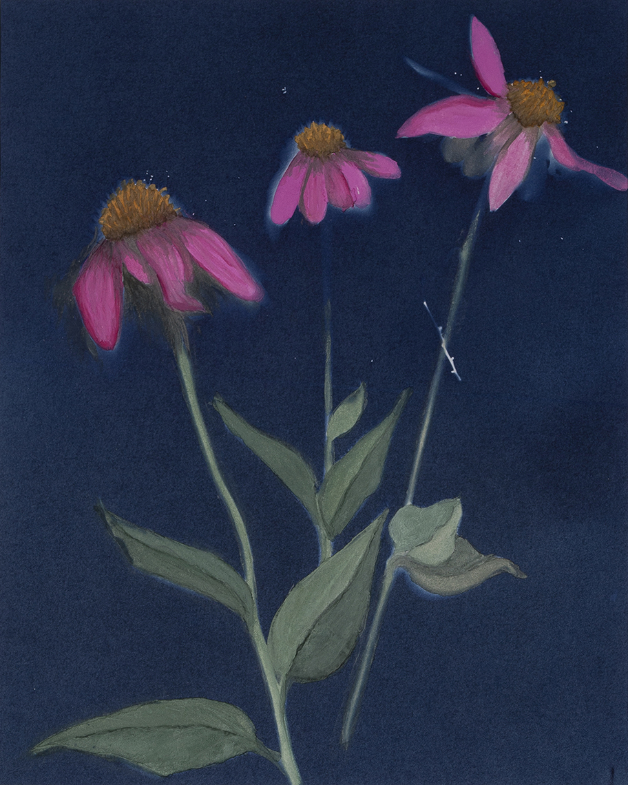 New Mexico Cancer Center, Gallery With A Cause, Echinacea