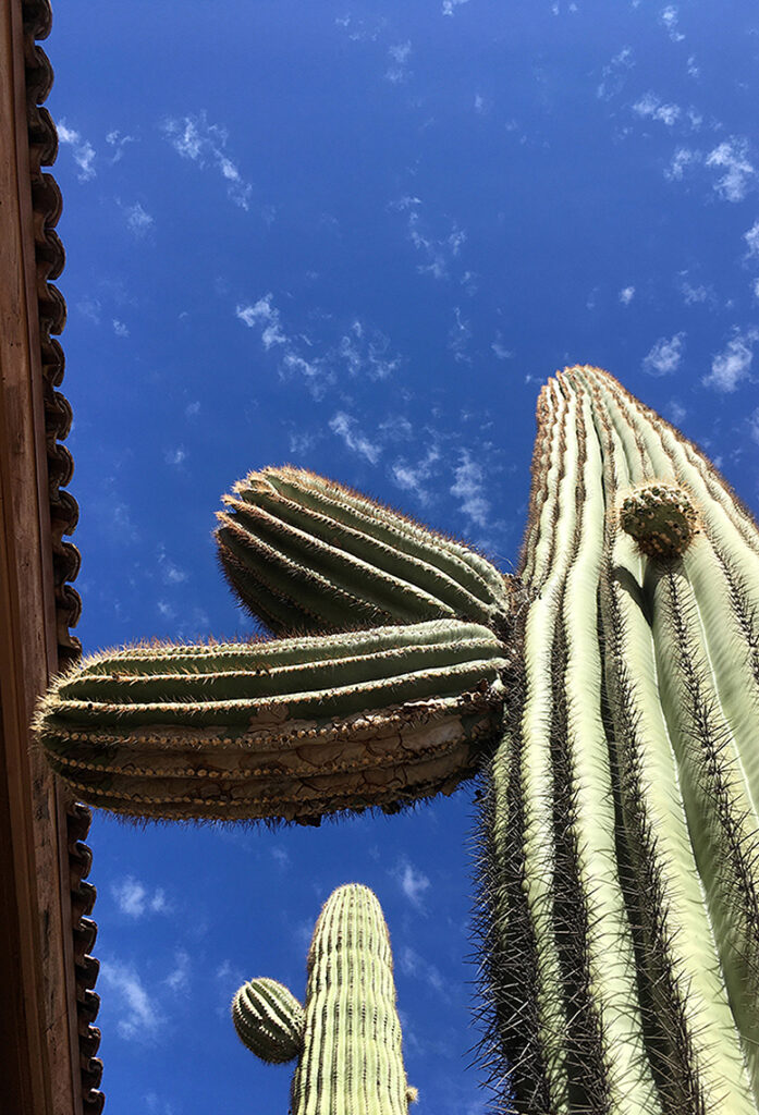 New Mexico Cancer Center, Gallery With A Cause,