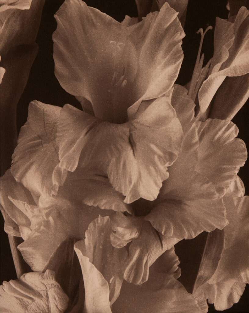 New Mexico Cancer Center, Gallery With A Cause, Gladiolas Study