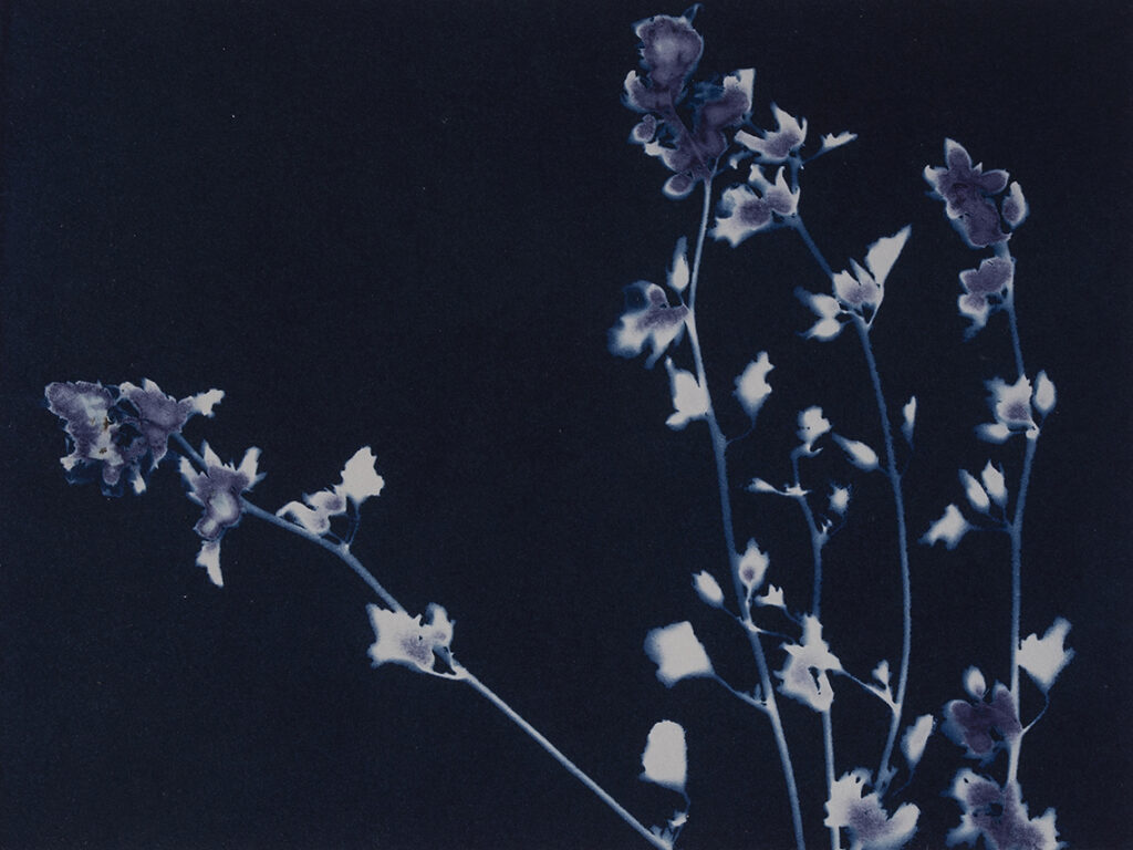 New Mexico Cancer Center, Gallery With A Cause, Globemallow