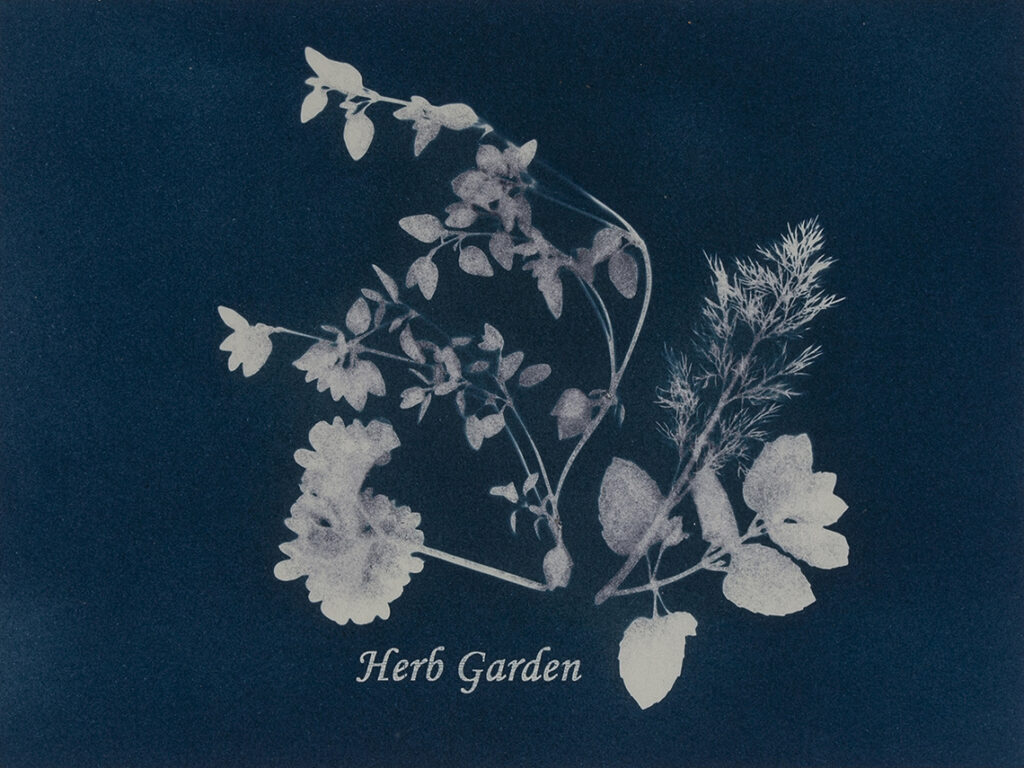 New Mexico Cancer Center, Gallery With A Cause, Herb Garden II