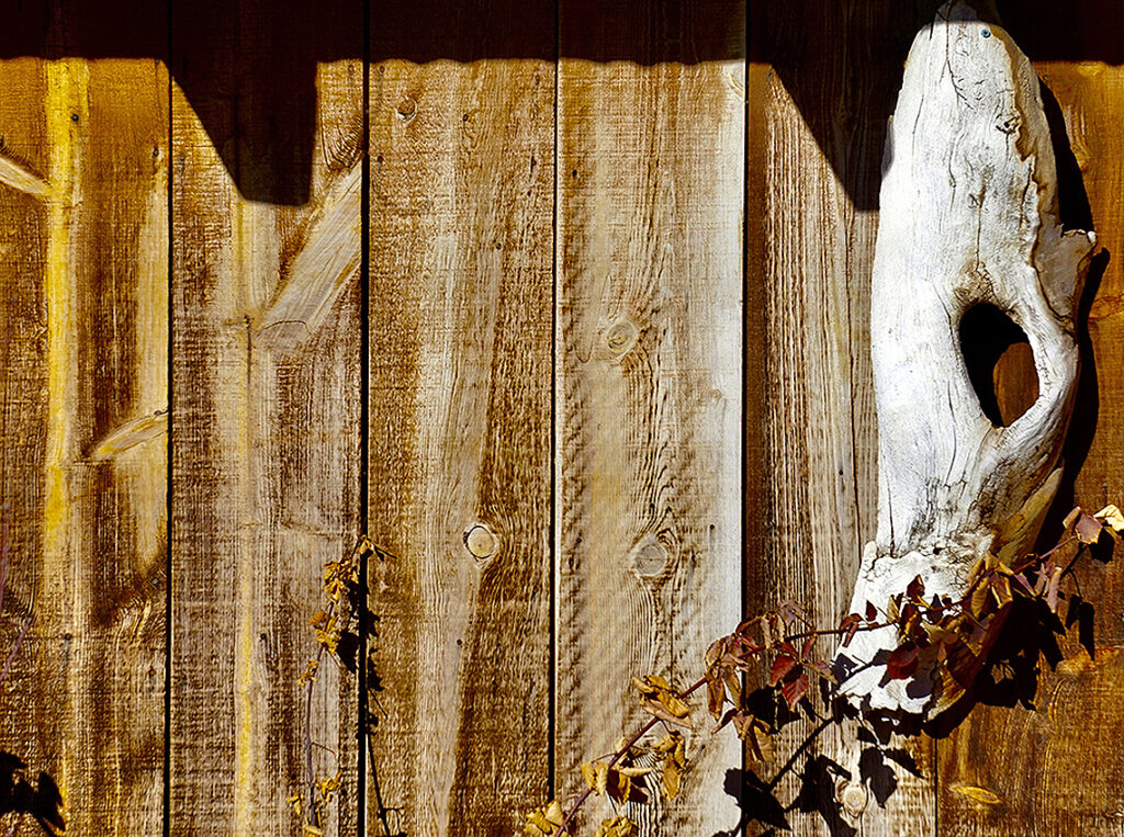 New Mexico Cancer Center, Gallery With A Cause, Horse Nibbling on Leaves