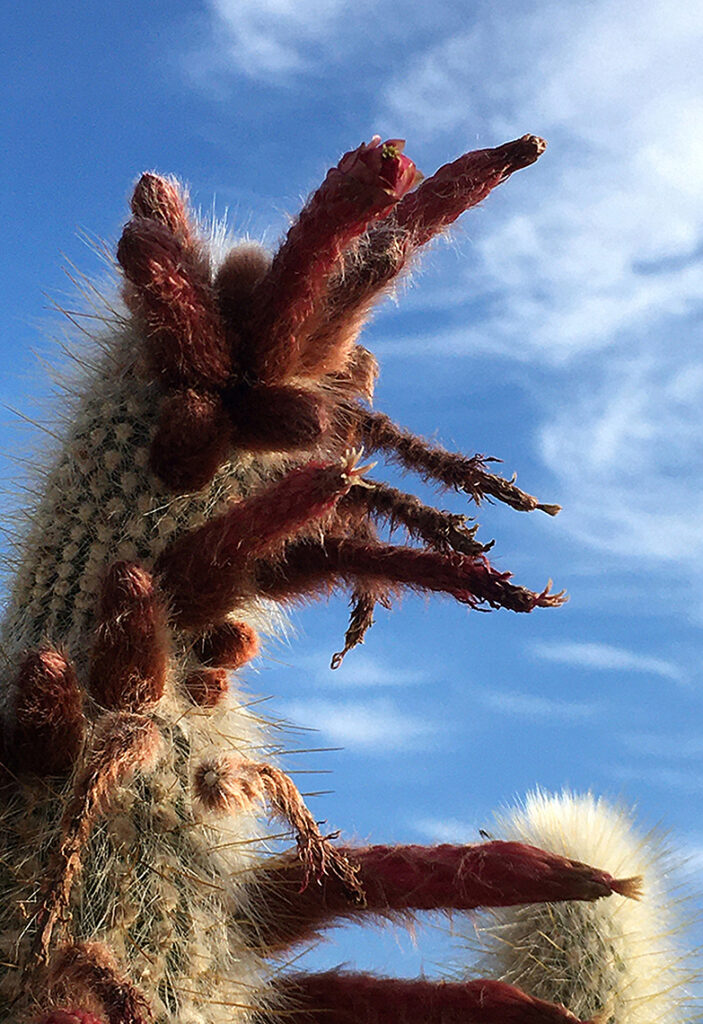New Mexico Cancer Center, Gallery With A Cause, I Am Speaking To You