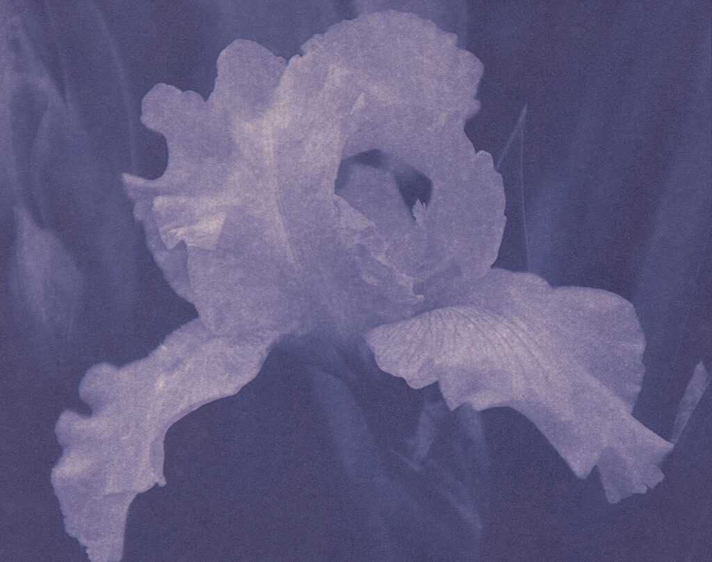 New Mexico Cancer Center, Gallery With A Cause, Iris Bloom Study