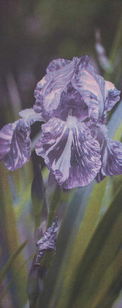 New Mexico Cancer Center, Gallery With A Cause, Iris Study