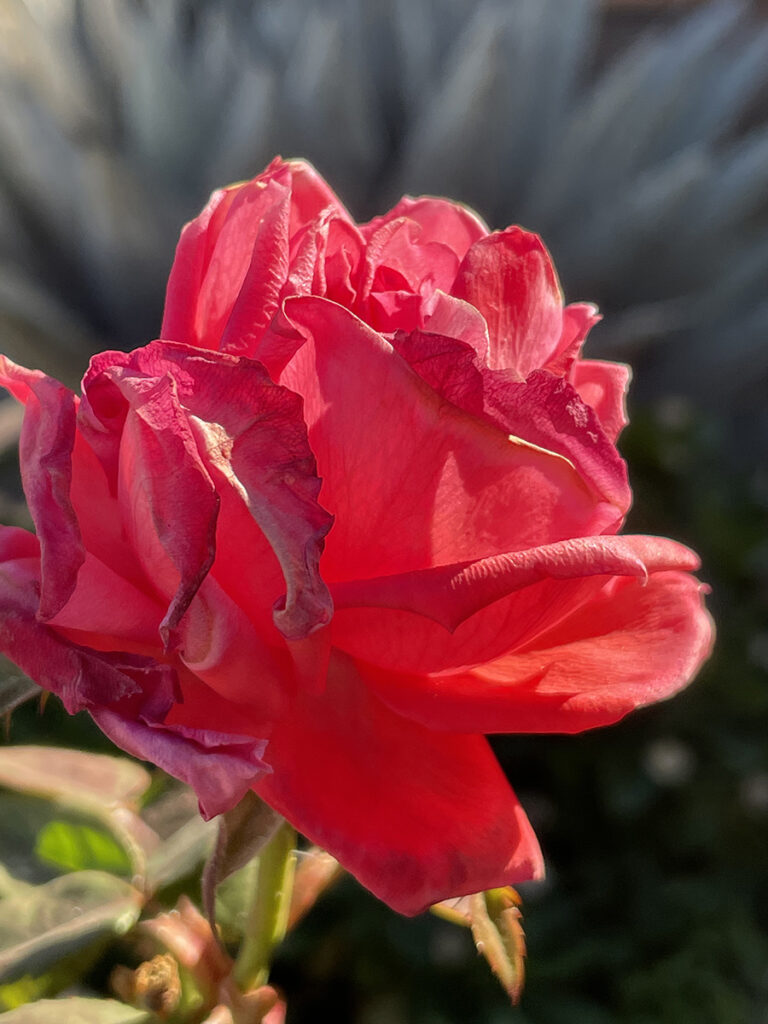 New Mexico Cancer Center, Gallery With A Cause, Last Bloom