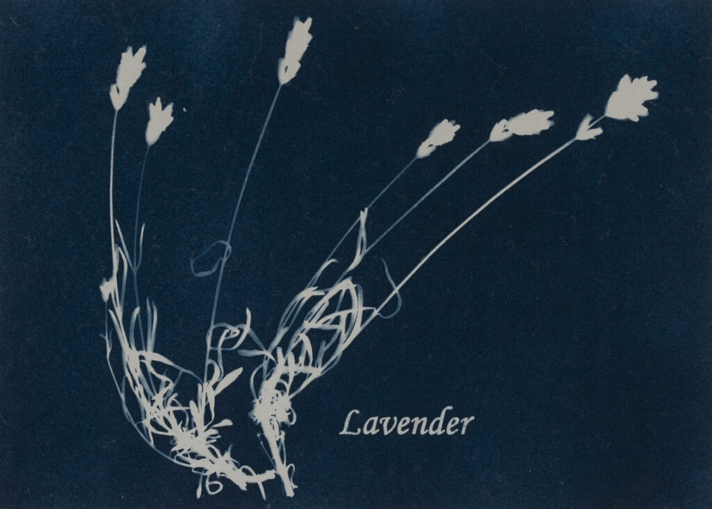 New Mexico Cancer Center, Gallery With A Cause, Lavender
