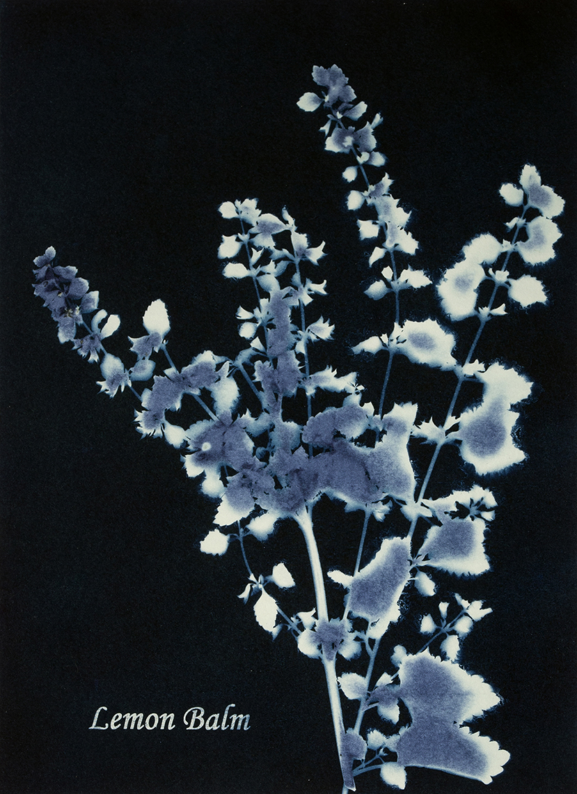 New Mexico Cancer Center, Gallery With A Cause, Lemon Balm