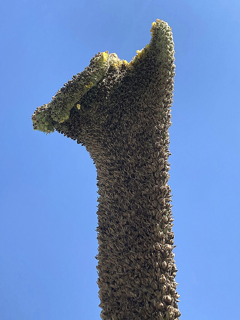 New Mexico Cancer Center, Gallery With A Cause, Llama Watching You