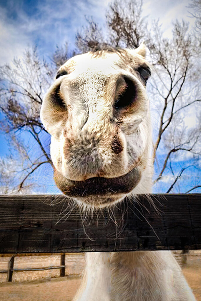 New Mexico Cancer Center, Gallery With A Cause, May I Have Your Carrot Please