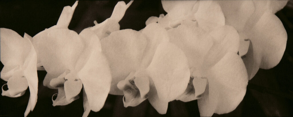 New Mexico Cancer Center, Gallery With A Cause, Orchid Study