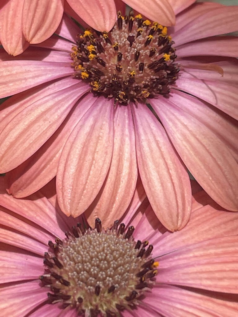 New Mexico Cancer Center, Gallery With A Cause, Peaceful