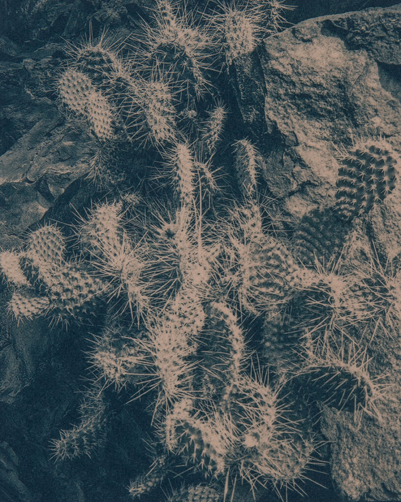 New Mexico Cancer Center, Gallery With A Cause, Pear Cactus, Diablo Canyon