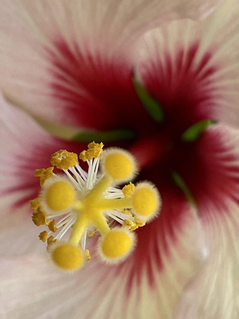 New Mexico Cancer Center, Gallery With A Cause, Peek A Boo
