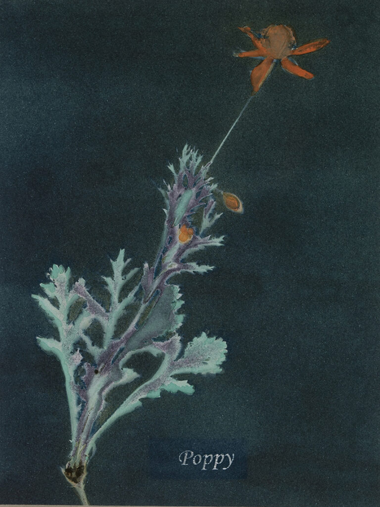 New Mexico Cancer Center, Gallery With A Cause, Poppy
