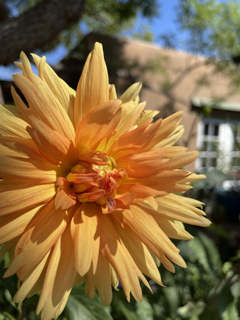 New Mexico Cancer Center, Gallery With A Cause, Sunburst