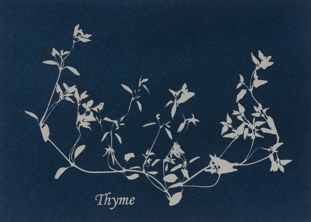 New Mexico Cancer Center, Gallery With A Cause, Thyme