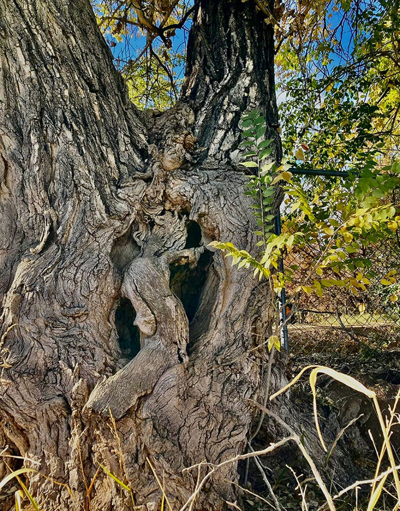 New Mexico Cancer Center, Gallery With A Cause, Woman Climbing into Tree