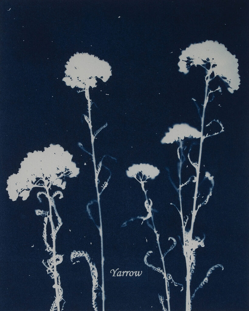 New Mexico Cancer Center, Gallery With A Cause, Yarrow