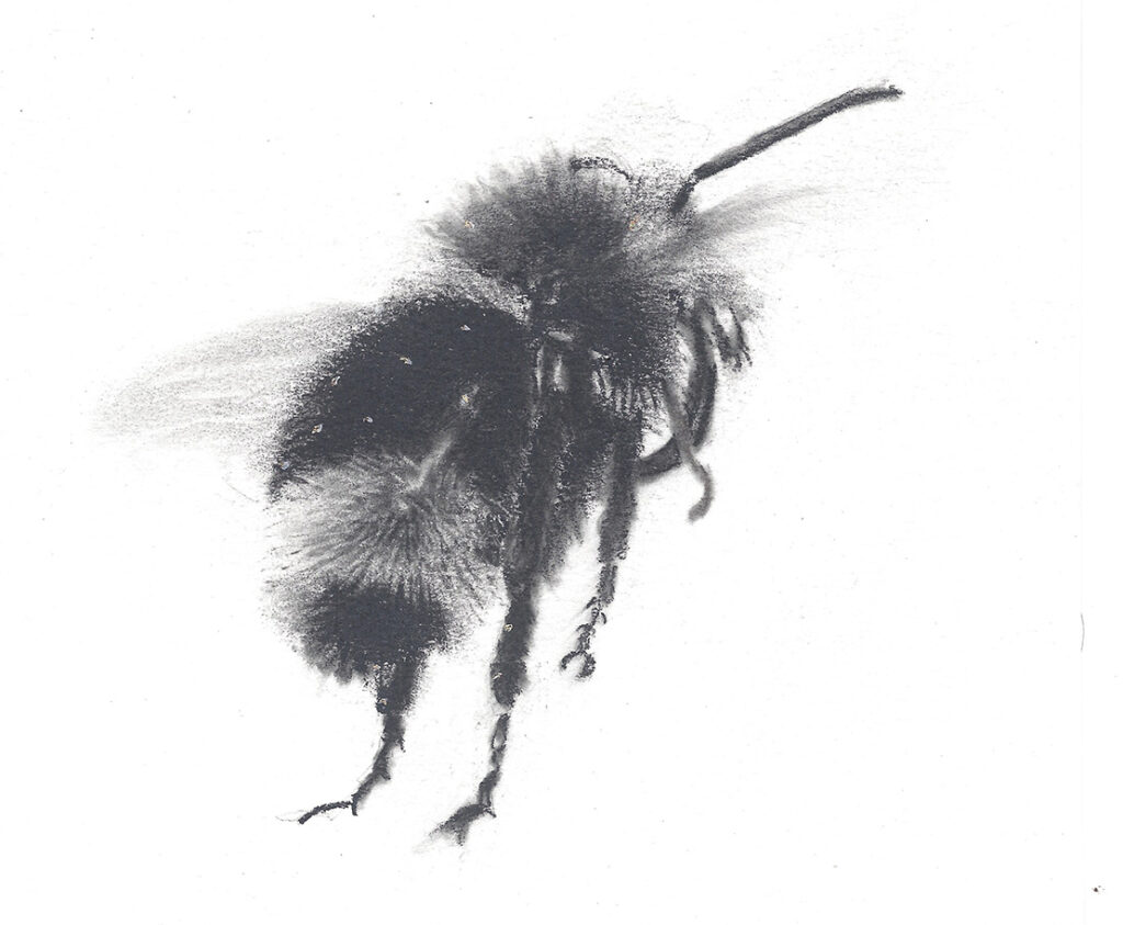 Best of Bees