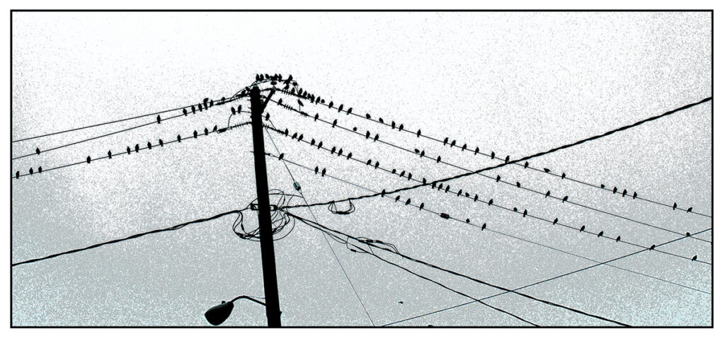 Birds on a Wire