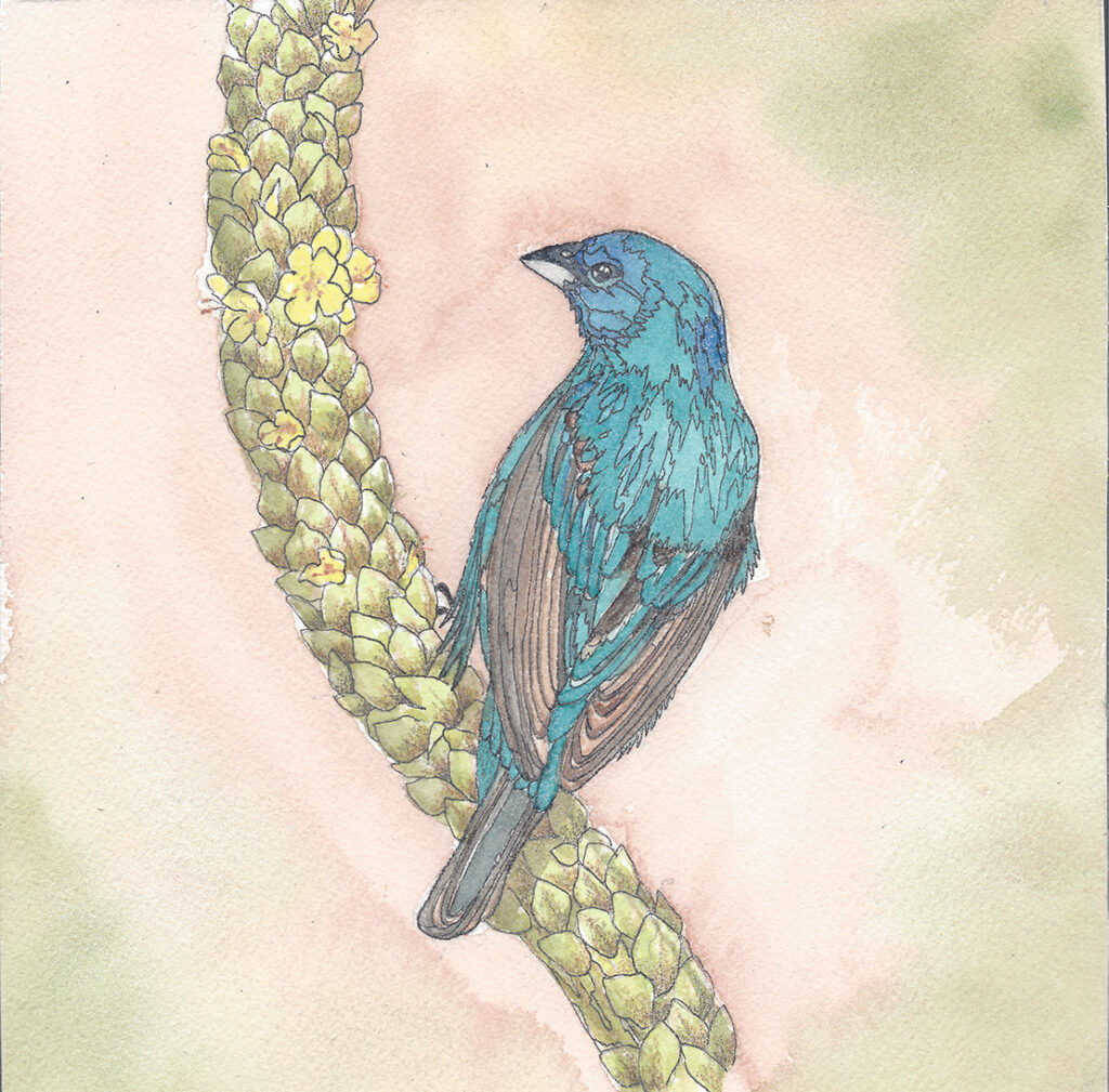 Blue Indigo Bunting