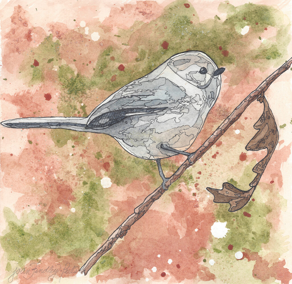 Bush Tit