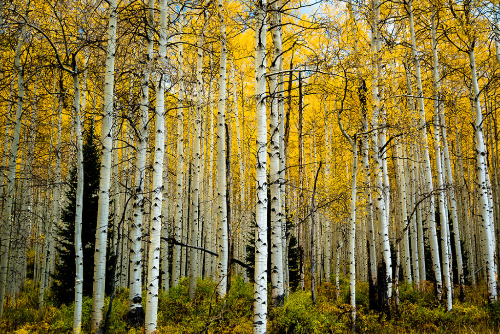 Delight of Fall Aspens