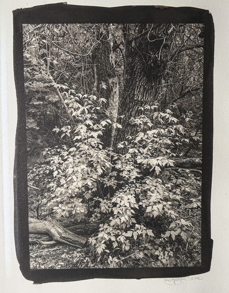 Forest Murmur