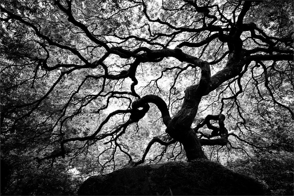 Glow of a Japanese Maple