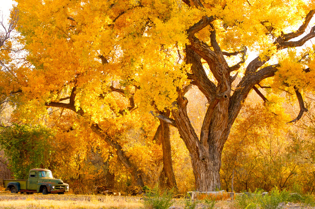 Golden Cottonwoods of Abiquiu