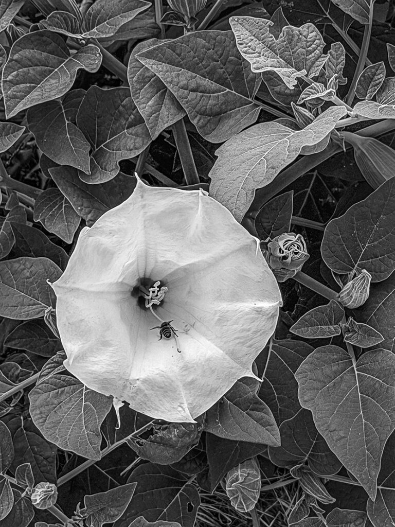 Jimson Weed