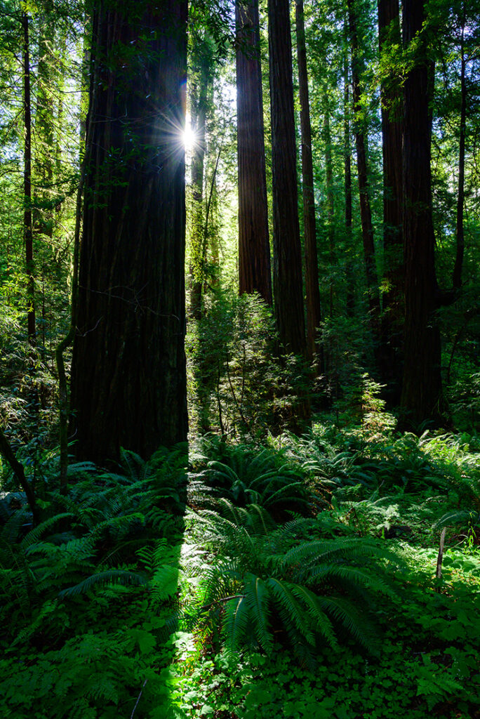 Light in the Forest