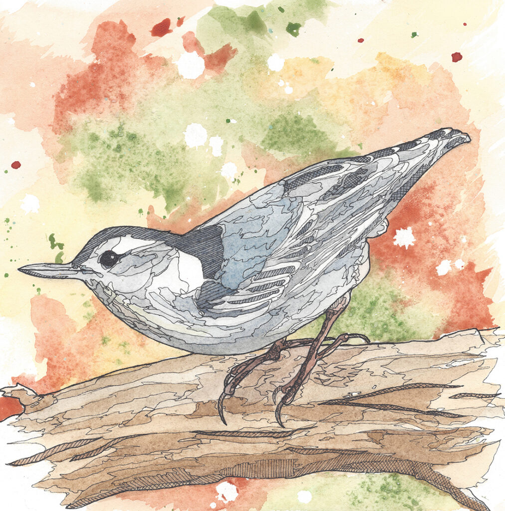 Nuthatch a Plan