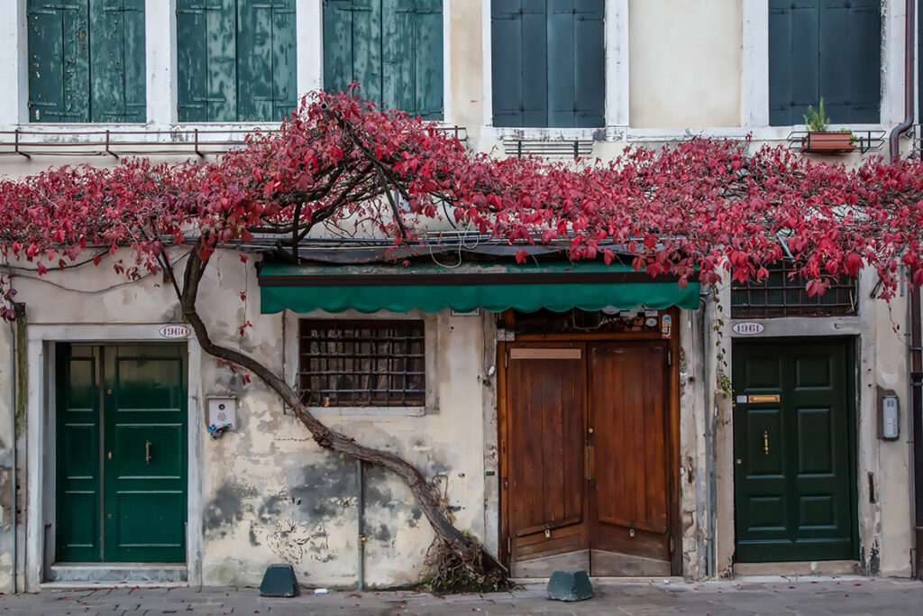 Red Leaves, Venice