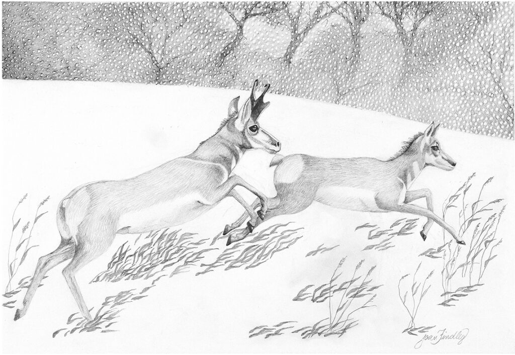 Romp in the Snow