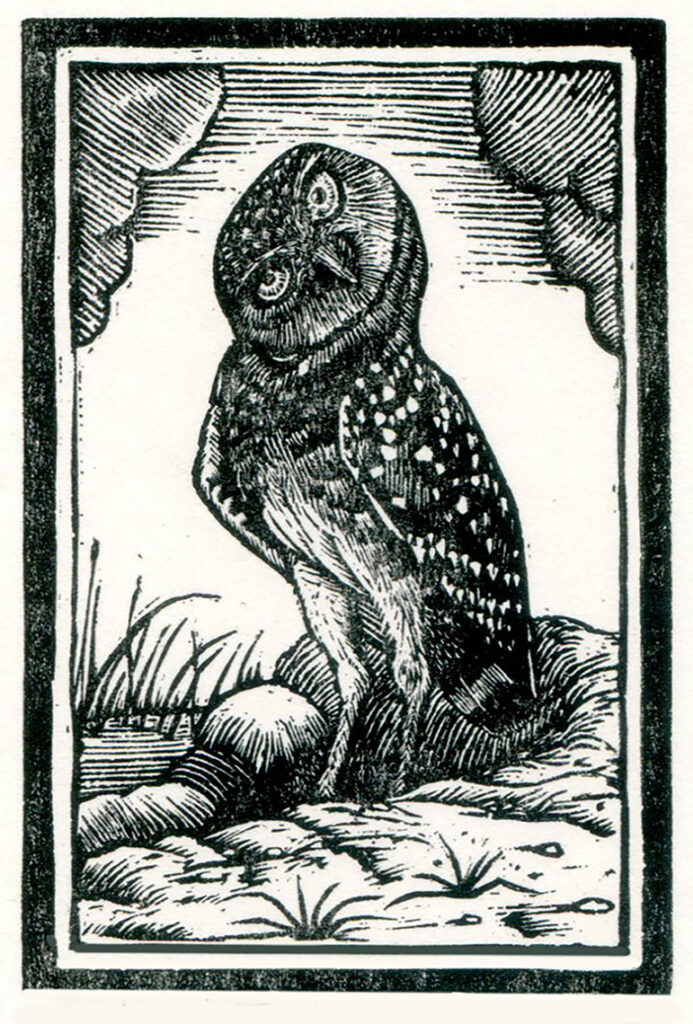 Tecolote