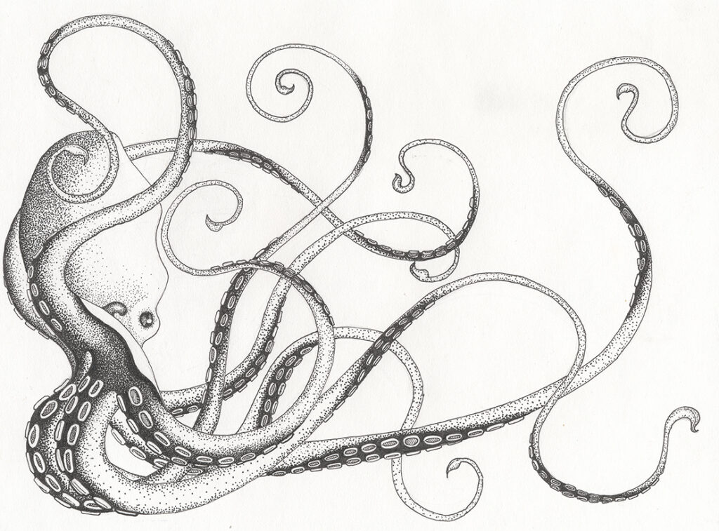 The Octopus