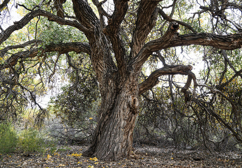 Cottonoak