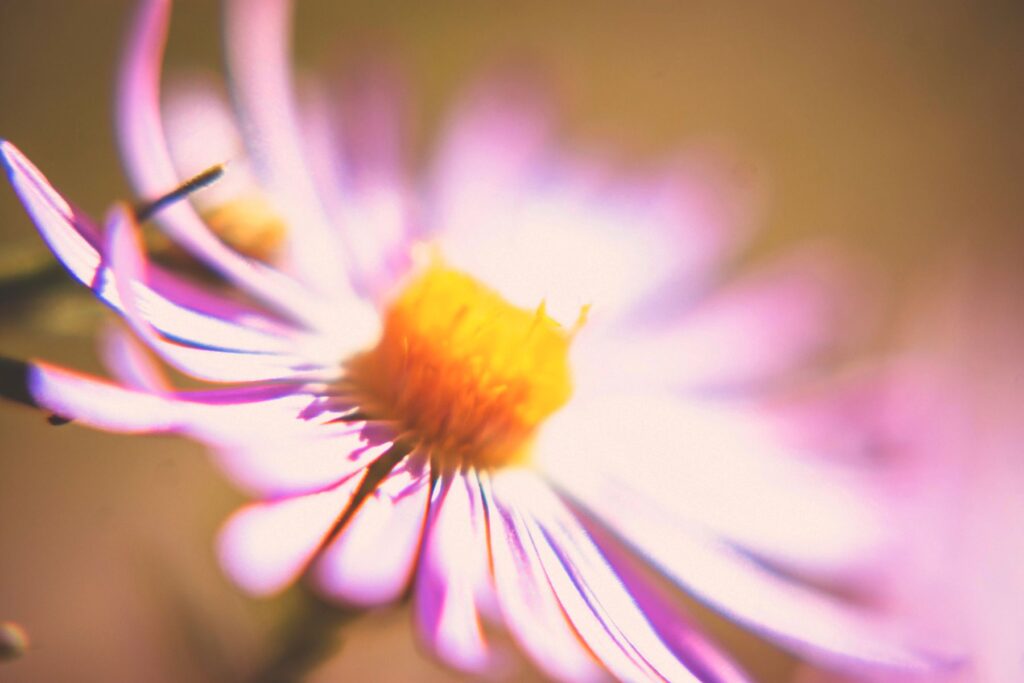 Delicate Blooms on the Bosque