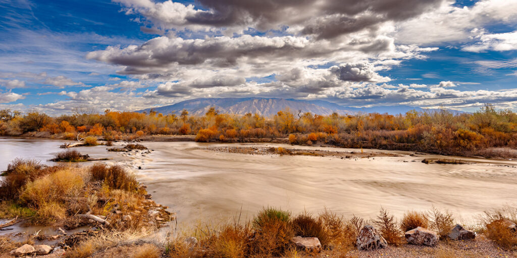 Golden Bosque