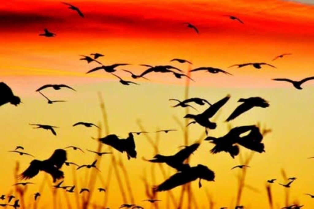 Graceful Landings
