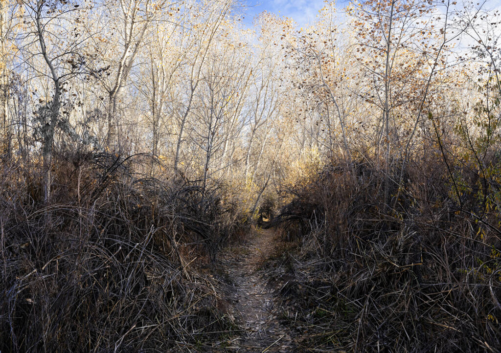 The Path
