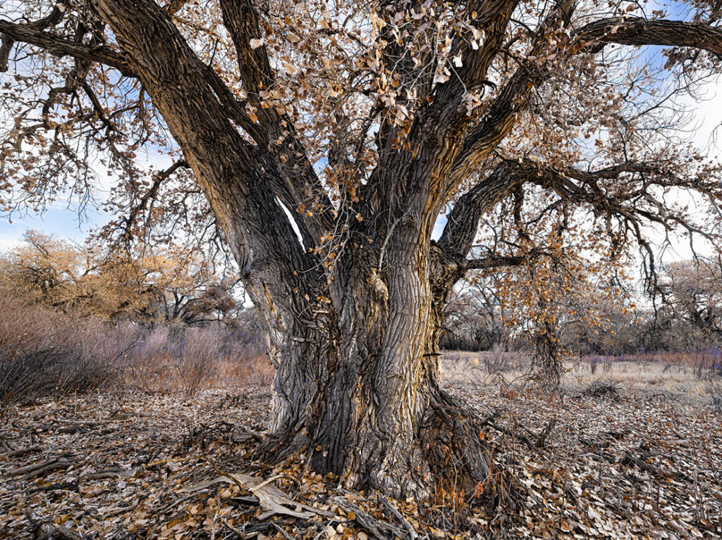 Winter Cottonwood