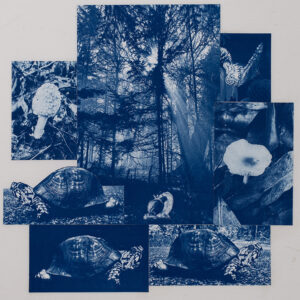 Forest Therapy, for web